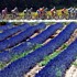The peloton during stage 13 of the Tour de France 2006
